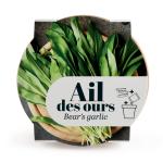 Radis et Capucine - Kit Ail des Ours - Pot en Terre Cuite Antique - 13 cm - PACKAGING_RECTO
